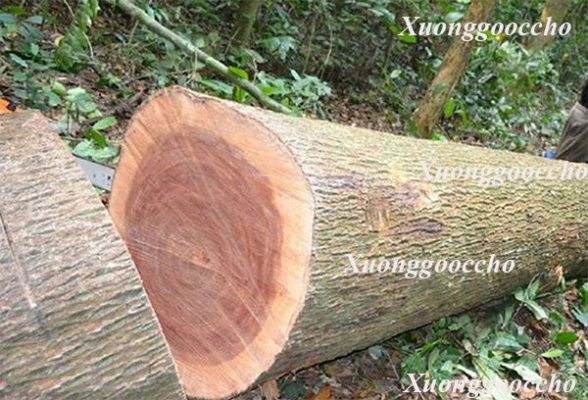 Đặc điểm cơ bản để nhận biết gỗ xoan đào là gì