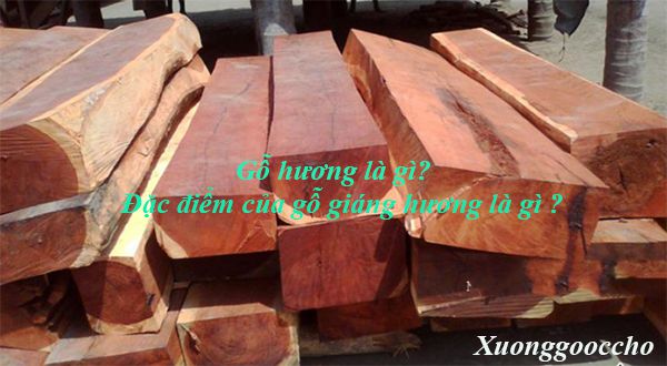 Đặc điểm của gỗ giáng hương là gì