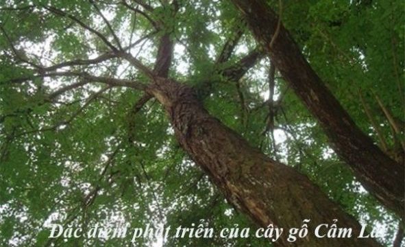 Đặc điểm sự phát triển của cây gỗ Cẩm Lai