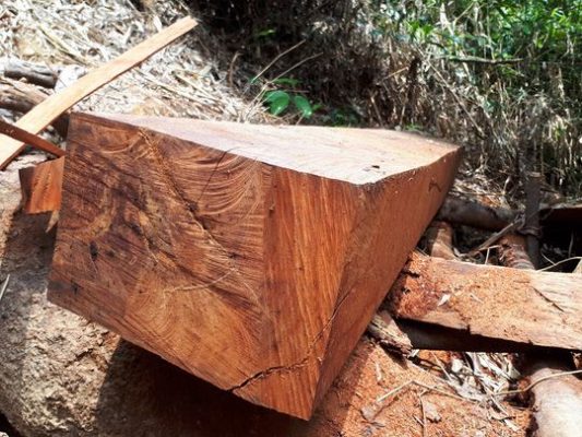 Nhận biết gỗ pơ mu thành phẩm dựa trên bề mặt gỗ