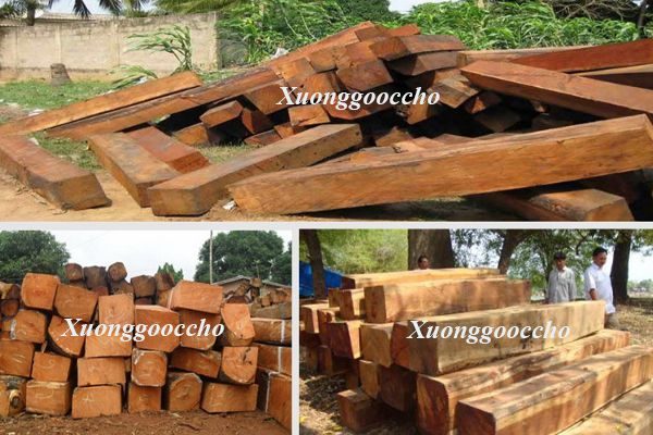 Sự khác nhau giữa gỗ lim Lào và gỗ lim Nam Phi