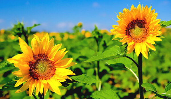 Hoa hướng dương vẫn luôn gắn liền với biểu tượng là loài hoa hướng về ánh sáng mặt trời